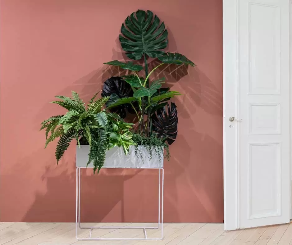 Plantas para decorar entradas y recibidores