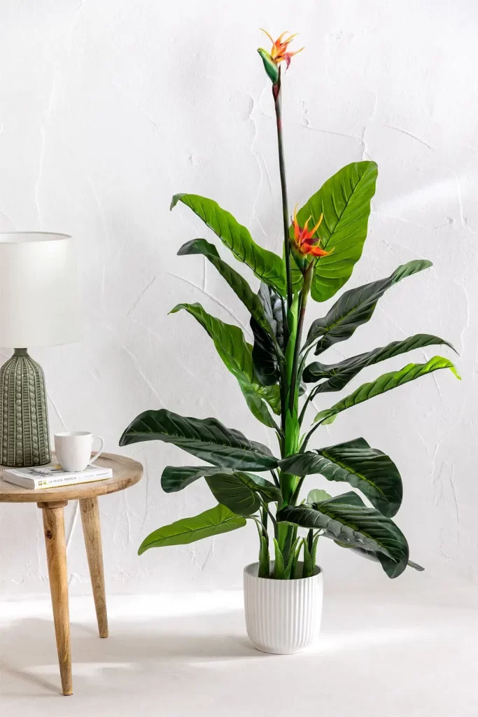 Décorer le salon avec une plante décorative oiseau de paradis